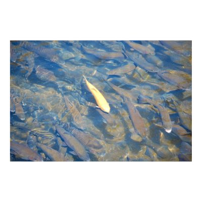 Golden Trout & Schoal of Brook & Rainbow Trout Print by almedic104