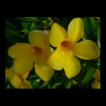 Golden Trumpet Flowers II Print