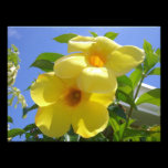 Golden Trumpet Flowers Photo Print