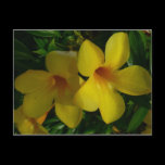 Golden Trumpet Flowers Postcard