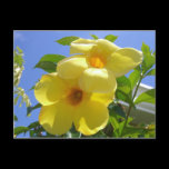 Golden Trumpet Flowers Postcard