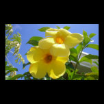 Golden Trumpet Flowers Print