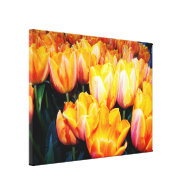 golden tulip flowers. stretched canvas print