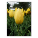 Golden Tulips cards by zannyzelda Golden Tulips cards