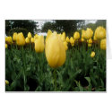 Golden Tulips cards by zannyzelda Golden Tulips cards