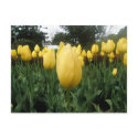 Golden Tulips postcards by zannyzelda Golden Tulips postcards