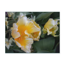 Golden Tulips Post Cards