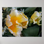 Golden Tulips Print