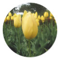 Golden Tulips stickers