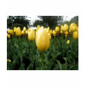 Golden Tulips t-shirts