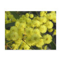 Golden Wattle postcards by Frogglin Golden Wattle postcards