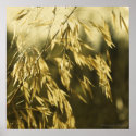Golden Wheatgrass Fine Art Photography Print print