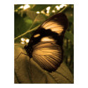 golden wing butterfly posters by dawnmcininch golden wing butterfly posters