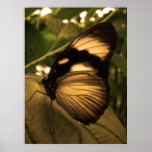 golden wing butterfly print