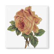 Golden Yellow Vintage Rose Fridge Magnets