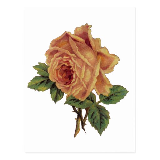 Golden Yellow Vintage Rose Post Cards