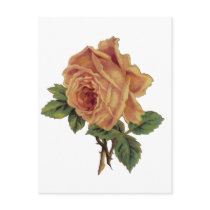 Golden Yellow Vintage Rose Post Cards