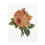 Golden Yellow Vintage Rose Post Cards