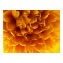 Golden Zinnia Postcard