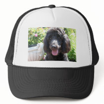 GoldenDoodle Abby 1 Hat