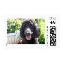 GoldenDoodle Abby 1 Postage