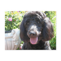 GoldenDoodle Abby 1 Postcards
