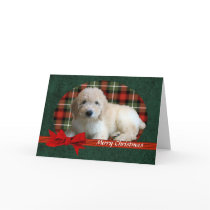 "GoldenDoodle Christmas Card" by cowboyannie "GoldenDoodle Christmas Card"