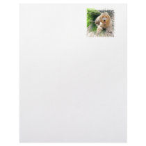 Goldendoodle Letterhead