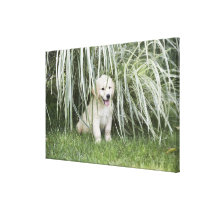 Goldendoodle puppy sitting under tall grasses gallery wrapped canvas