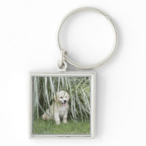 Goldendoodle puppy sitting under tall grasses key chain