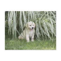 Goldendoodle puppy sitting under tall grasses postcards