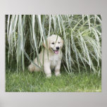 Goldendoodle puppy sitting under tall grasses print Goldendoodle puppy sitting under tall grasses print