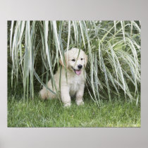 Goldendoodle puppy sitting under tall grasses print