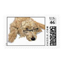 Goldendoodle Stella Postage Stamps