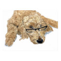 Goldendoodle Stella Print