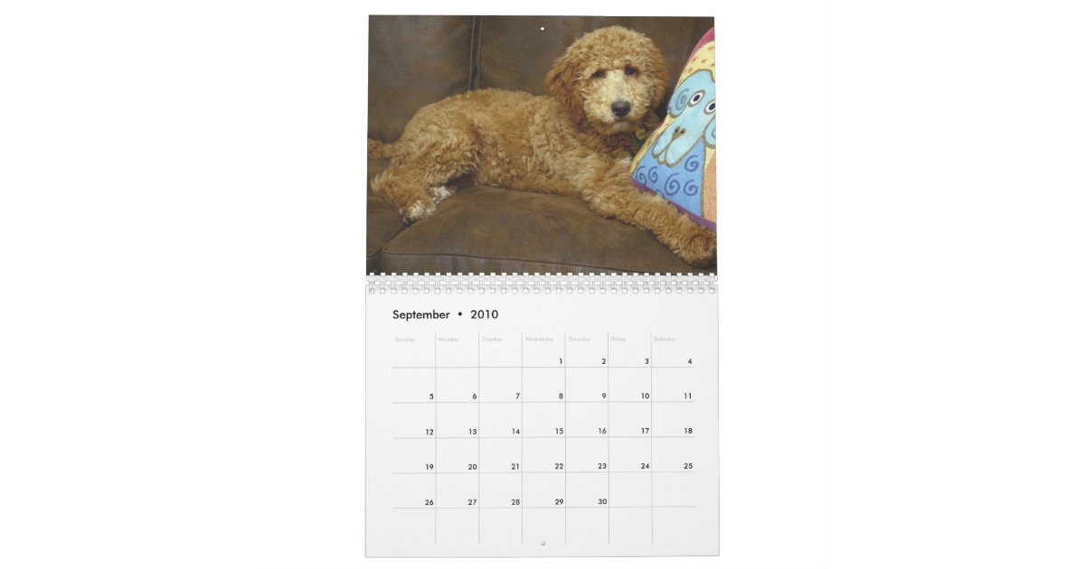 Goldendoodles Calendar Zazzle