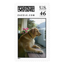 GoldenRetriever.jpg Stamps