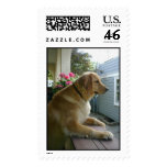 GoldenRetriever.jpg postage