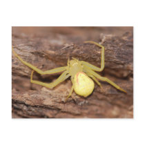 Goldenrod Spider Postcard.