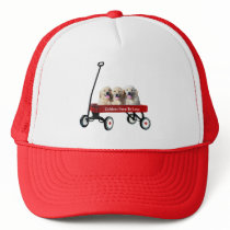 Goldens In Wagon Hat