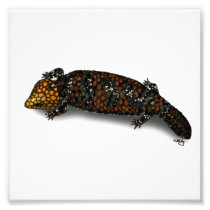 Goldfields Shingleback Lizard Print Photo Print