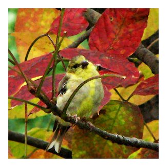 Goldfinch and Autumn Leaves print