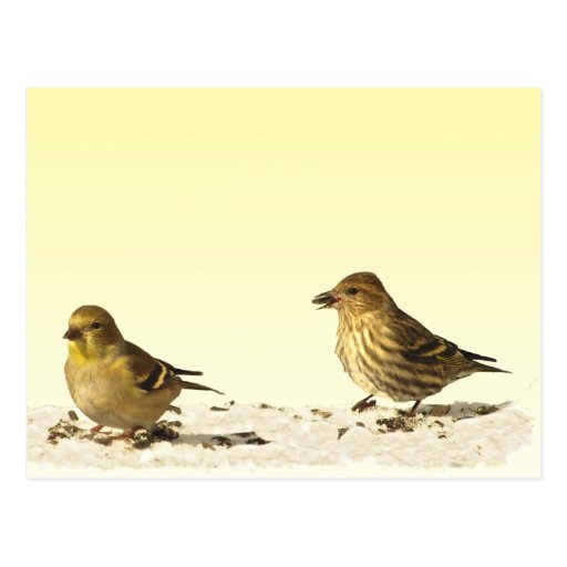 Goldfinch And Pine Siskin Postcard Zazzle