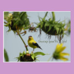 Goldfinch and Sunflower Seed postcards