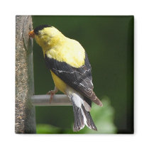 Goldfinch at feeder magnet