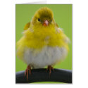 Goldfinch Card by SuRi_Photography Goldfinch Card