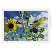 GoldFinch cards by brookhouse GoldFinch cards