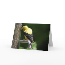 Goldfinch Greeting Card