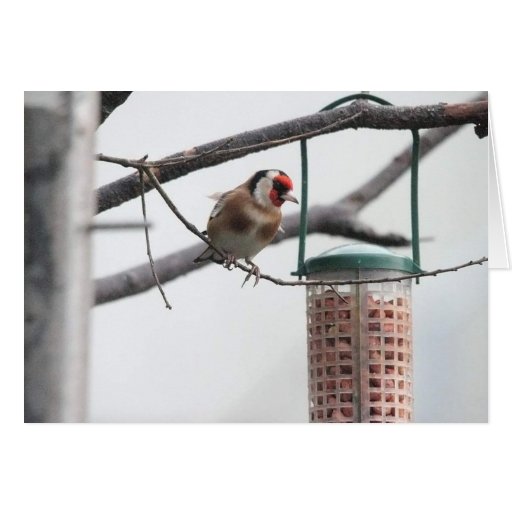 Goldfinch Card