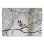 Goldfinch Card